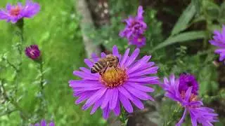 MEANING OF DREAM BEE STING : Interpretation & Symbolism