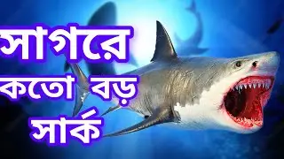 সাগরে মাছ দেখতে গিয়ে কি দেখে আসলাম দেখুন। big shark. the royal kitchen BD. 