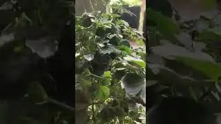plants 😍