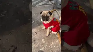 Cut little pug timmy 🫶🏻💕 please like and subscribe me ￼