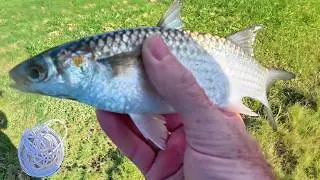 Land-Based Fishing Made Easy: Catch Mullet with a Cast Net
