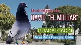 Palomos Ladrones La Melosa Captura Cuervo