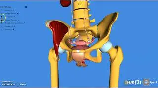 4&deg; Appareil reproducteur et appareil urinaire de la femme - DESCRIPTION