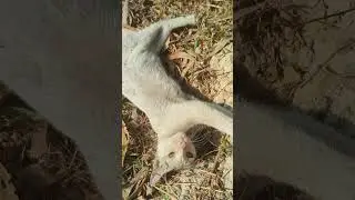 মাশাআল্লাহ কত সুন্দর 🏡#videography #nature #travelvlog #photography #youtubeshorts