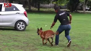 K9 Security Panam&aacute;, servicio de  protecci&oacute;n canina.