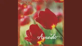 Amado