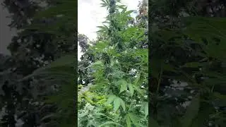 2025 grow, beautiful flowers. 3 different strains.