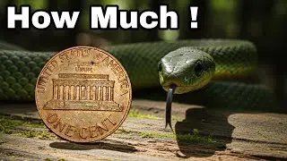 Top 5 Lincoln Memorial Pennies That Are Shockingly Valuable Right Now