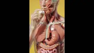 Garlic for Sexual Timing & Stamina | Winter Blood Flow & Performance Boost  #healthbenefits #facts