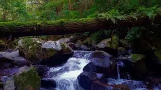 Tranquil Water Stream - Rest and Relax in Nature Vibe | sleep - relax - enjoy life - ASMR
