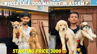 WHOLESALE DOG MARKET IN ASSAM🐶STARTING PRICE 3000😍