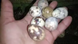 আলহামদুলিল্লাহ অনেক দিন পর কোয়েল পাখির ভিডিও দিলাম কেমন হলো।#chicken #birds 