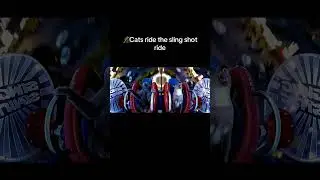 Two Cats Ride the Slingshot 🙀 #cat #fyp #cutecat #tiktok #shorts #viral #park #cats