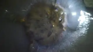 DBangkong