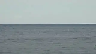 WILD CRAZY DOLPHINS   IN ABERDEEN SCOTLAND