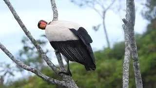 Rey Gallinazo