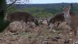 Huge Bucks Fight Close Range