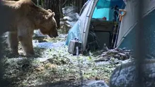 Рекламный ролик Doshirak Медведь