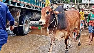 Hamba cow | cow unloading videos | Cow collection | Bull videos | Angry cow video | big cow video 