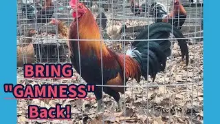 Bring Back GAMENESS in GAMEfowl A lot of Breeders only Care about CUTTING ABILITY! #chickens
