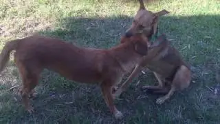 Perros Ninjas