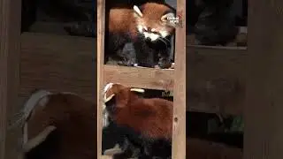 Paprika the red panda meets her new partner at Greater Vancouver Zoo 🔴🐼  #RedPanda