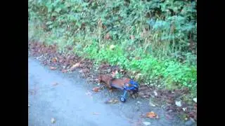 Paralyzed Dachshund (My Broken Wiener)