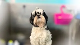 UN SHITZU Y UNA GARRAPATA 🚨