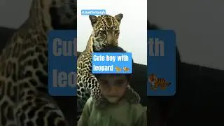 🐯 Cute Tiger Filter Moment | 3 Years Old Boy Shoulder Tiger | Funny YouTube Shorts