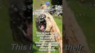 Hidden dog facts that will blow your mind | 13 #shorts