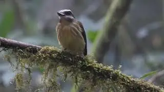 Golden bellied Flycatcher eating moth, las Cotingas Reserve, Ecuador