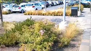 Urban Climate Adaptation Video for GEOG490