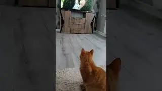 ЗАСЕРИалили😾🖥 Подпишись!#юмор #видосыоткота #веселыекоты