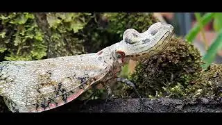 Ingresa al ... Fascinante Mundo de los Insectos