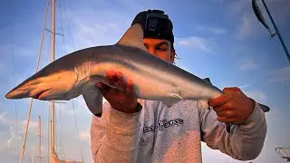 We Caught a Shark! (September 23 Ma Fishing Report)