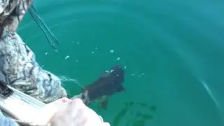Trophy Trout Hunter Brian Wildish Releases an 8 lb Brown Trout at Crescent Lake