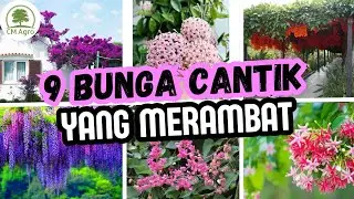 9 BUNGA CANTIK MERAMBAT, REKOMENDASI BUAT KAMU‼️💐