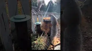 Lots of activity at the bird feeders today ##squirrel  #animals #chipmunk #nature #shorts