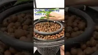 Below The Surface | #plants #hydroponic #hydro #indoorplants #dwc #rdwc #growplants #roots #garden