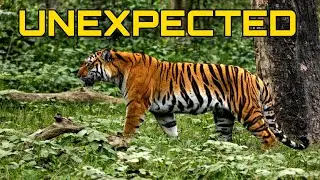 Last- Moment Sighting 🐅 | This Jungle Never Disappoints #dudhwa #kishanpur #safari 