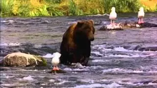Bear which is gay