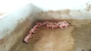 #How we made #Low budget #Pig 🐖 farm House 🏠 . #Pig farm house shade #Design #Haryana #Gurgaon