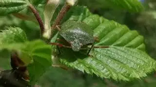 Green Shield Bug. #bugs #bughotels #naturephotography #greenshieldbug #nature #wildlife #parks