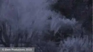Kakapo Mating.mov