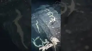 Whale shark Feeding | Shark Eating Small Fish | Maldives Tour #travelwithrakesh #shorts