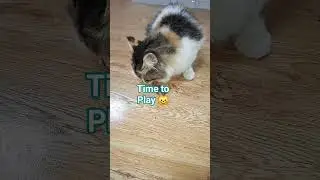 playing time with favorite toy ##time to play##viral cat playing