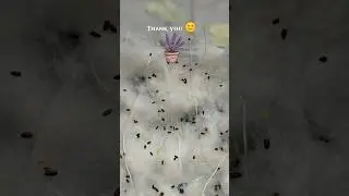 🪻🪻 Easily Grow Lavender from Seeds| lavender grow 🪻 #jaidmeel #gardening #lavender #foryou #ai