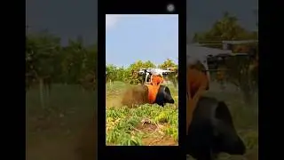 DRONE CAPTURES WILD BOAR. #agriculturedrone #drone #dronesforgood #dronenationals #dronecamera