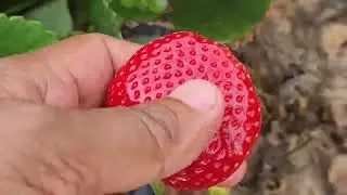 Beerenberg Strawberry Garden, Strawberry picking experience in Australia.