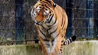40+ Best Tiger Videos &middot; 100% Free Download &middot; Pexels Stock Videos